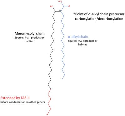 Phylogenomic Reappraisal of Fatty Acid Biosynthesis, Mycolic Acid Biosynthesis and Clinical Relevance Among Members of the Genus Corynebacterium